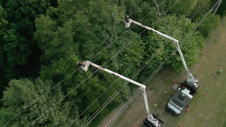 Trusted Haleiwa, HI Tree Removal and Landscaping Services Experts